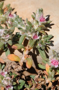 Polygonum libani3 228.jpg