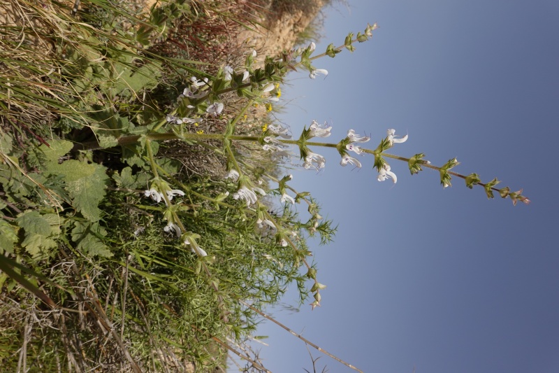 קובץ:Salvia palaestina6.JPG